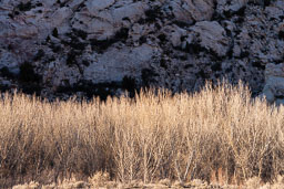 Field-of-Grey-Cottonwood-Trees-Rocky-Mountain.jpg