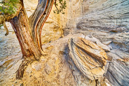 Lone-Cottonwood-Tree-Trunk-Rock-Wall.jpg