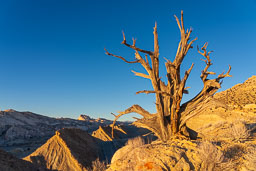 Lone-Dead-Cottonwood-Tree-Golden-Sunset-View.jpg