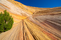 Solitary-Tree-Colorful-Sandstone-V-Notch.jpg